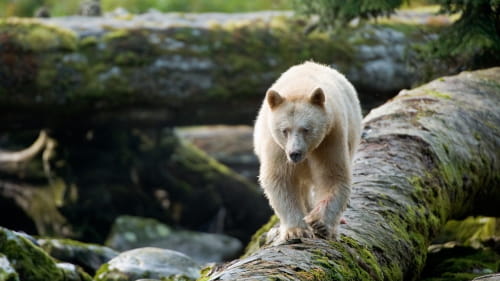 Canada - Spirit bear in cariboo chilcotin coast